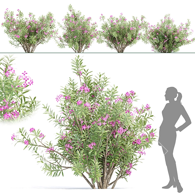 Oleander Flowering Bush Collection Vol. 208 3D model image 1