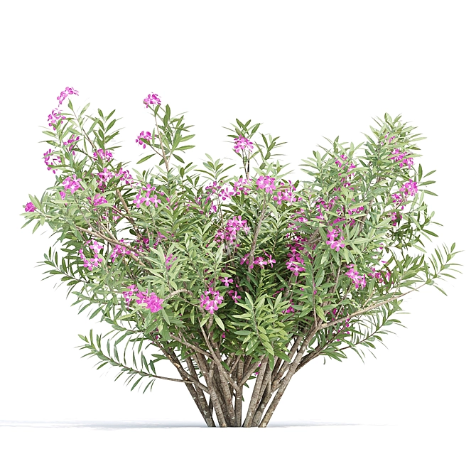 Oleander Flowering Bush Collection Vol. 208 3D model image 2