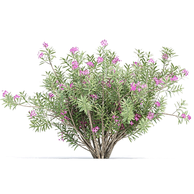 Oleander Flowering Bush Collection Vol. 208 3D model image 3