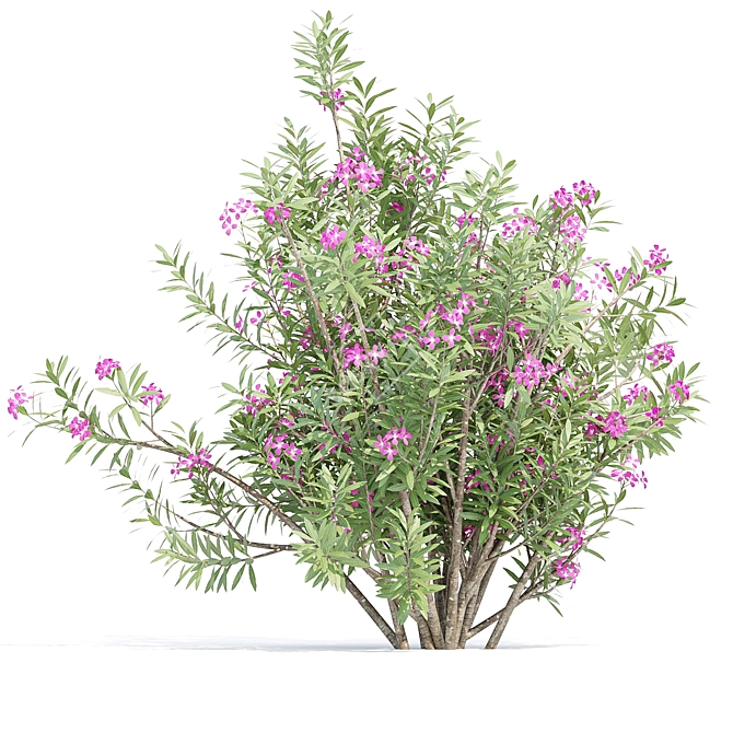 Oleander Flowering Bush Collection Vol. 208 3D model image 4