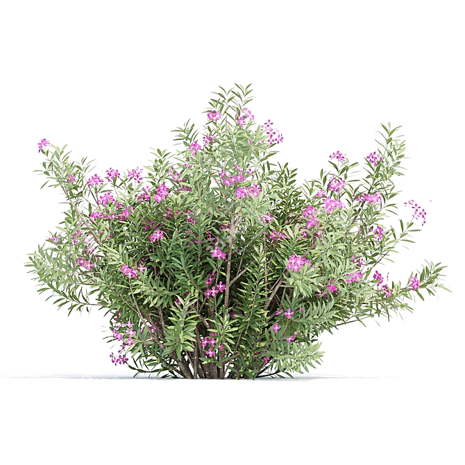 Oleander Flowering Bush Collection Vol. 208 3D model image 5