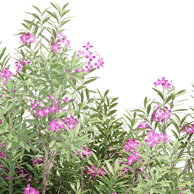 Oleander Flowering Bush Collection Vol. 208 3D model image 6