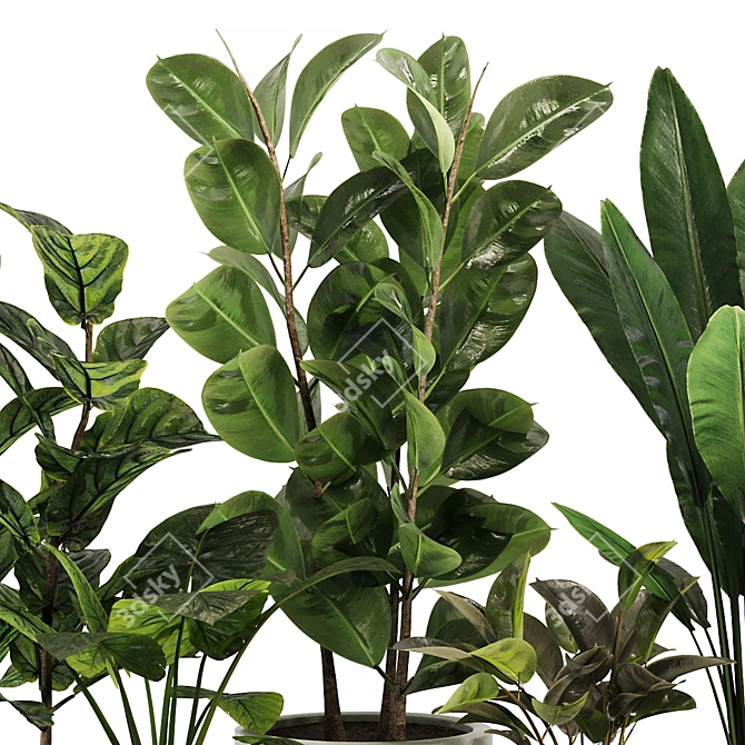 Modern Ficus Banana Plant Set 3D model image 3