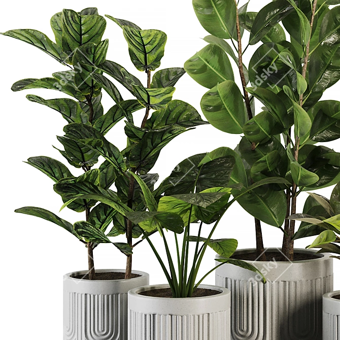 Modern Ficus Banana Plant Set 3D model image 4