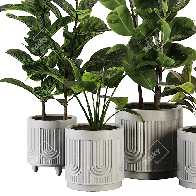 Modern Ficus Banana Plant Set 3D model image 5