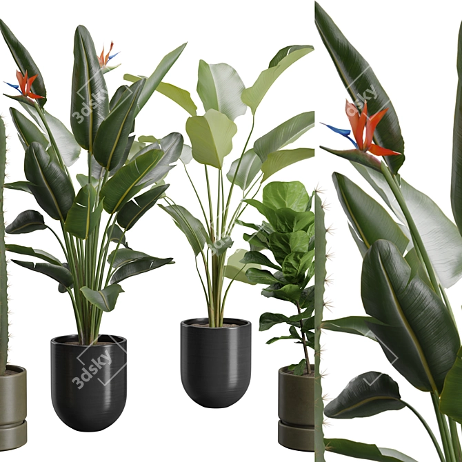 Exotic Indoor Plants Pack 47 3D model image 2