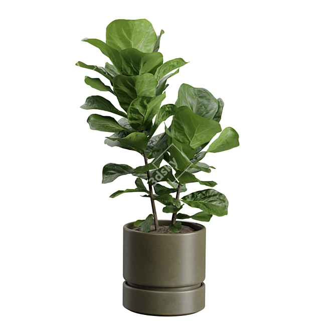 Exotic Indoor Plants Pack 47 3D model image 6