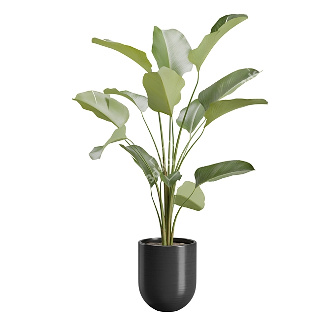 Exotic Indoor Plants Pack 47 3D model image 7