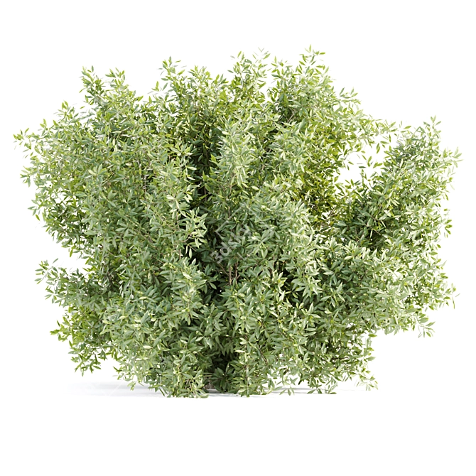  Garden Bushes 3D Model Collection 3D model image 3