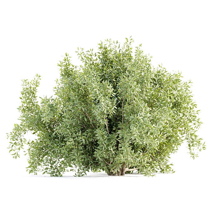  Garden Bushes 3D Model Collection 3D model image 4