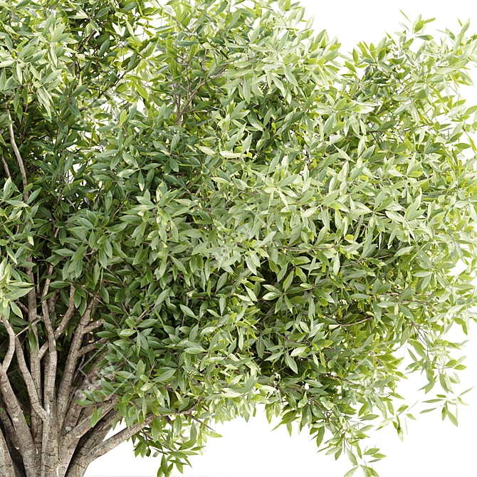  Garden Bushes 3D Model Collection 3D model image 6