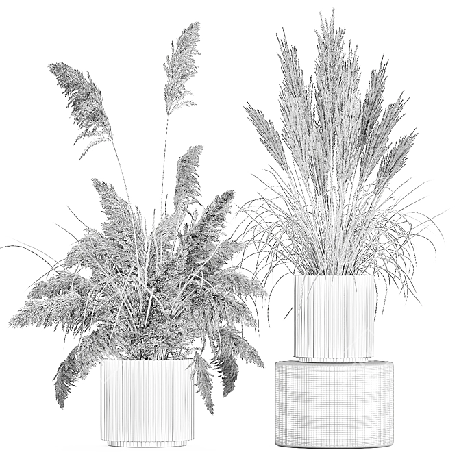 Beautiful White Pampas Grass Collection 3D model image 6