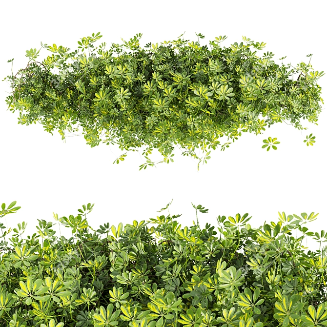 Premium Outdoor Schefflera Bush Plant 3D model image 2