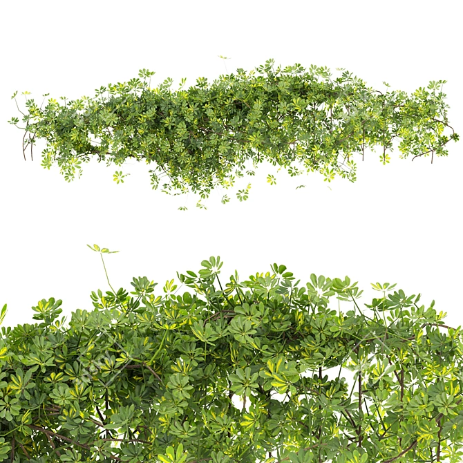 Premium Outdoor Schefflera Bush Plant 3D model image 5