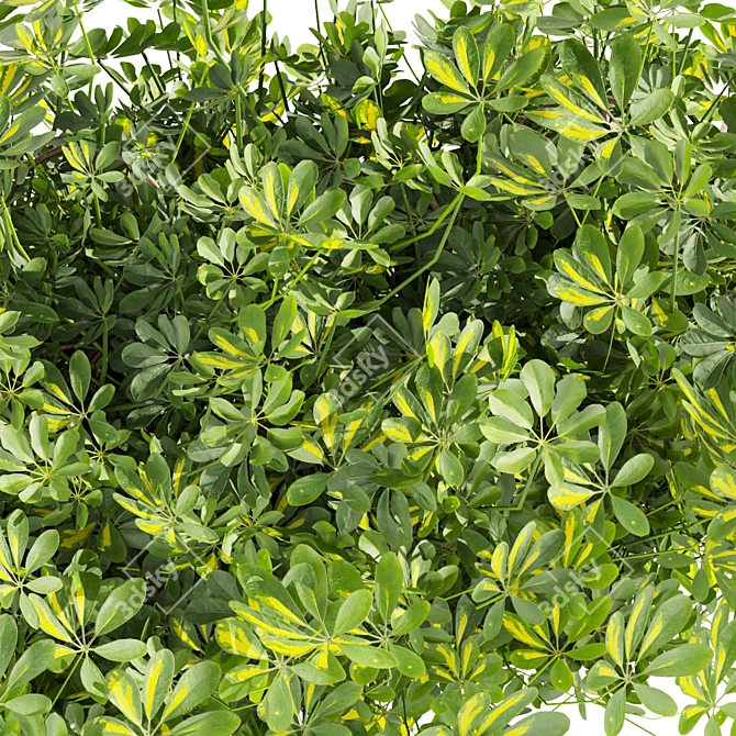 Premium Outdoor Schefflera Bush Plant 3D model image 6