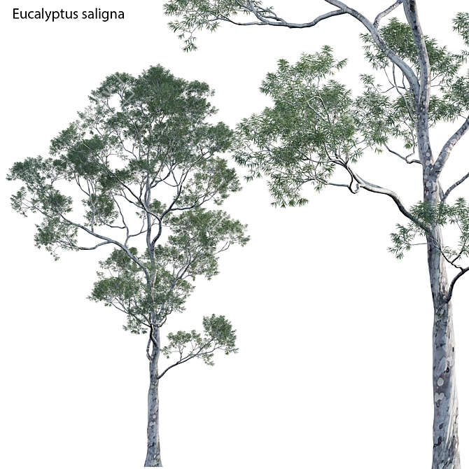 Versatile 3D Eucalyptus Plant Models 3D model image 1