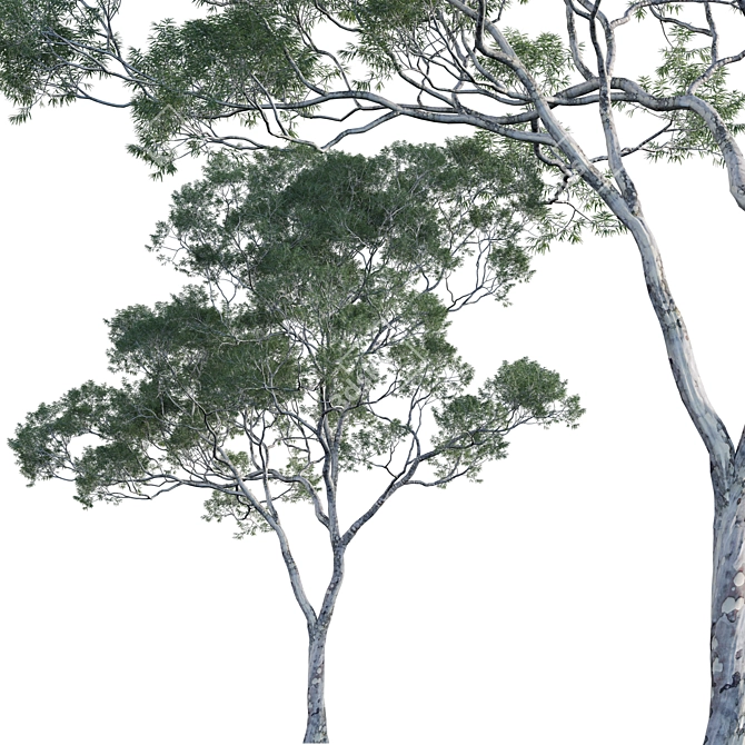 Dynamic 3D Eucalyptus Tree Set 3D model image 1