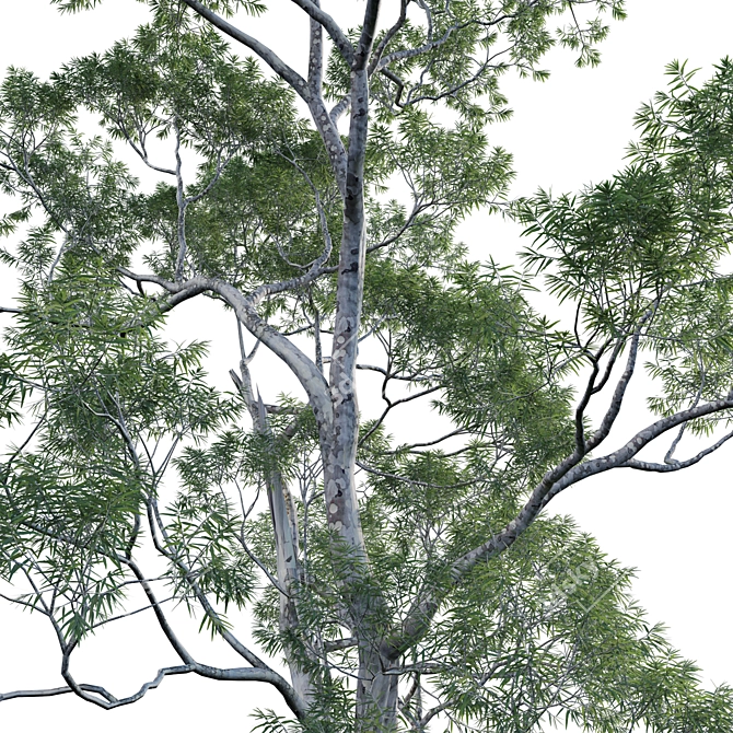 Dynamic 3D Eucalyptus Tree Set 3D model image 3