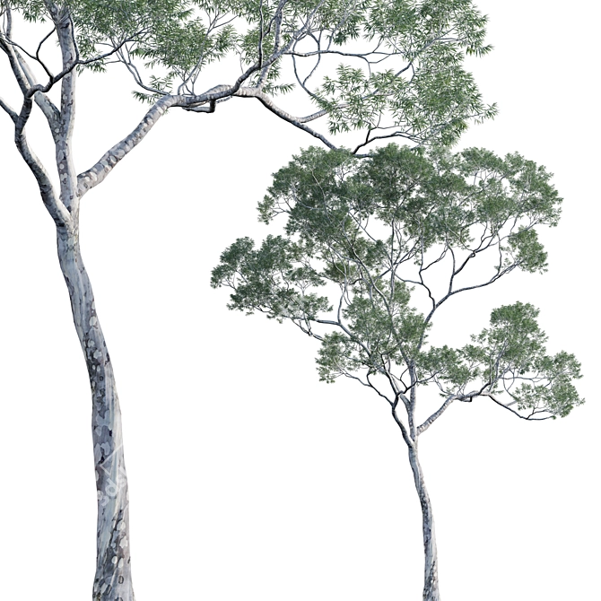 Versatile Eucalyptus Tree Collection 3D model image 1