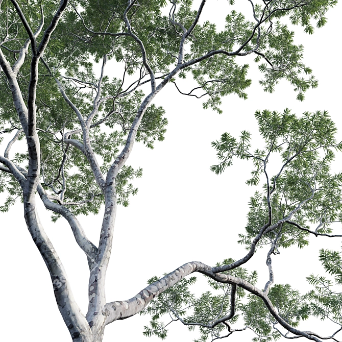 Versatile Eucalyptus Tree Collection 3D model image 2