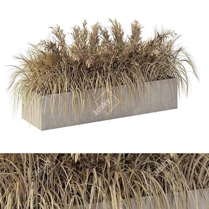 Natural Outdoor Pampas Grass Decor 3D model image 1