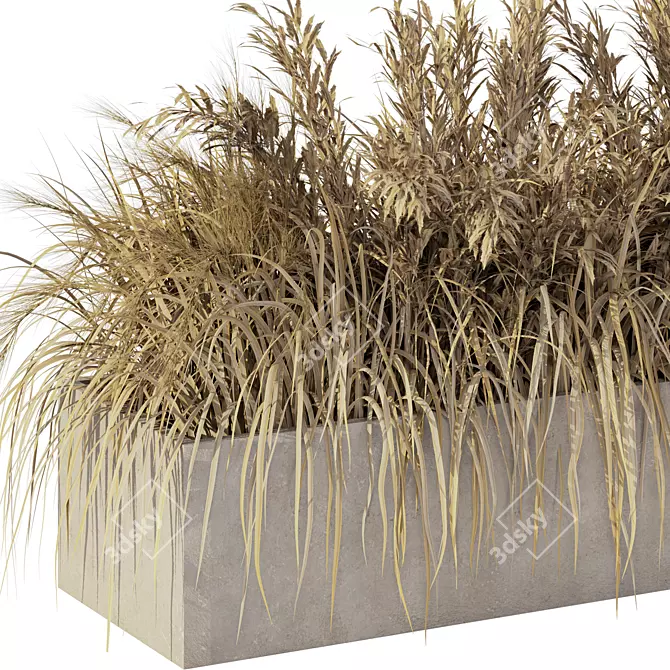 Natural Outdoor Pampas Grass Decor 3D model image 2