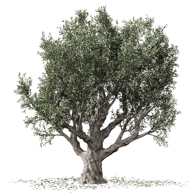 Vintage Olive Tree Sculpture 3D model image 1