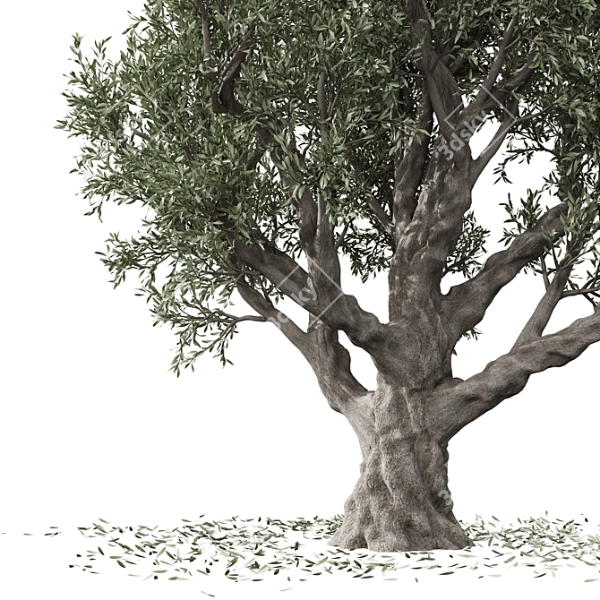 Vintage Olive Tree Sculpture 3D model image 4