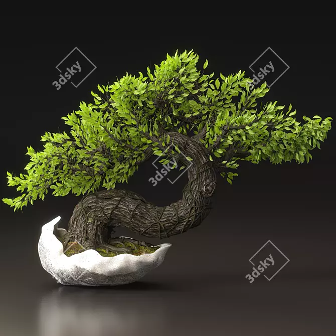 Blossom Bonsai Tree Set - V-Ray 3D model image 4