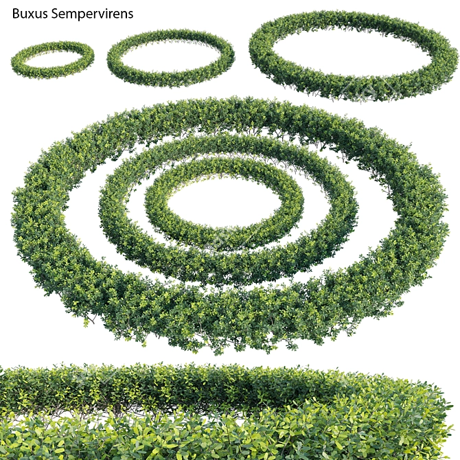 Complete Boxwood Plant Model Solution 3D model image 2