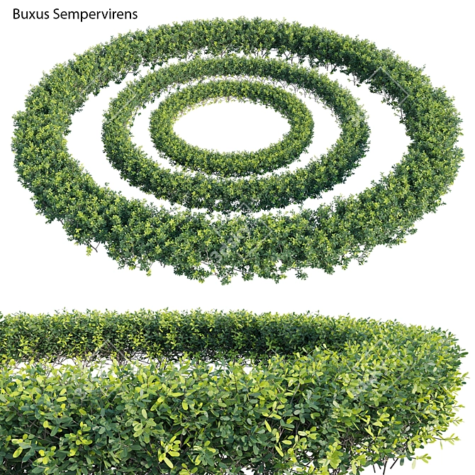 Complete Boxwood Plant Model Solution 3D model image 3