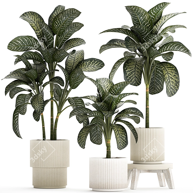 Tropical Dieffenbachia Plant in Concrete Pot 3D model image 1