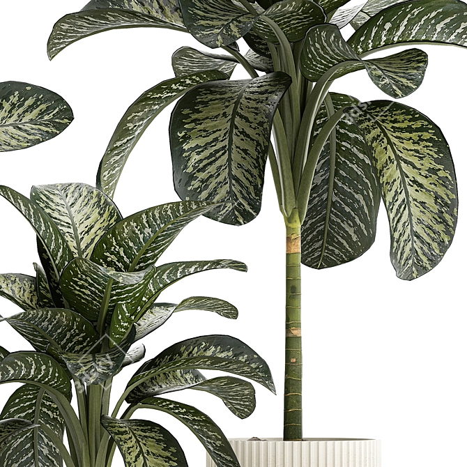 Tropical Dieffenbachia Plant in Concrete Pot 3D model image 3