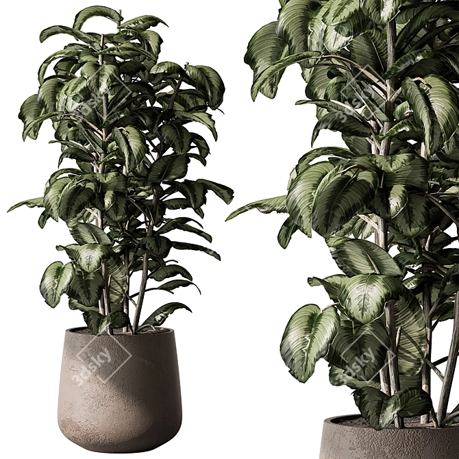 Freshen Your Space With Aglaonema 3D model image 1