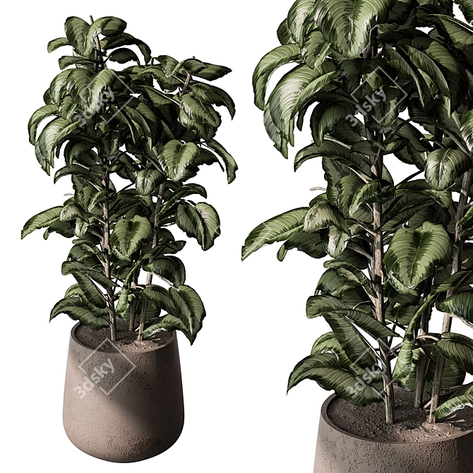 Freshen Your Space With Aglaonema 3D model image 2