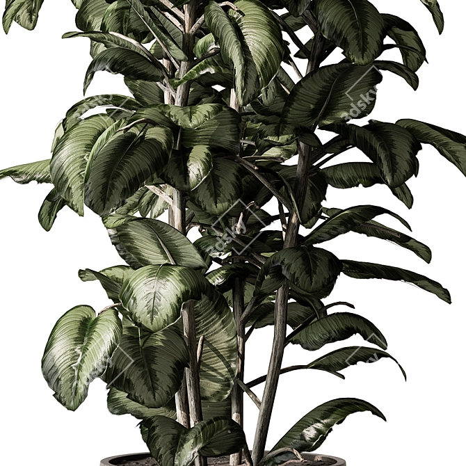 Freshen Your Space With Aglaonema 3D model image 3