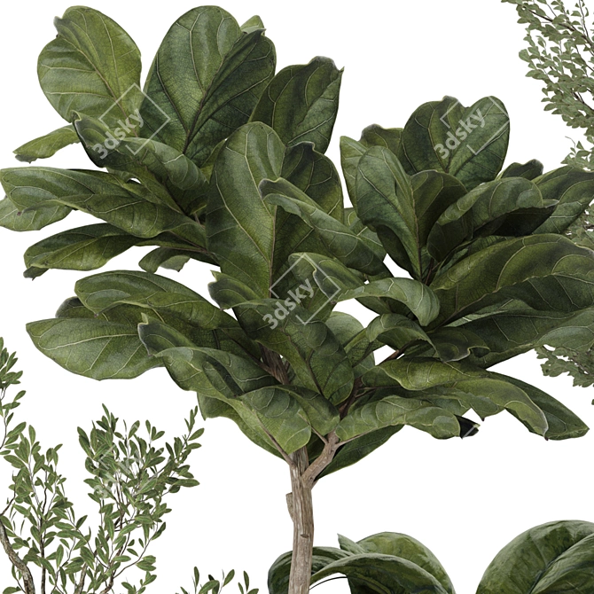 Indoor Bonsai Olive Ficus Collection 3D model image 5