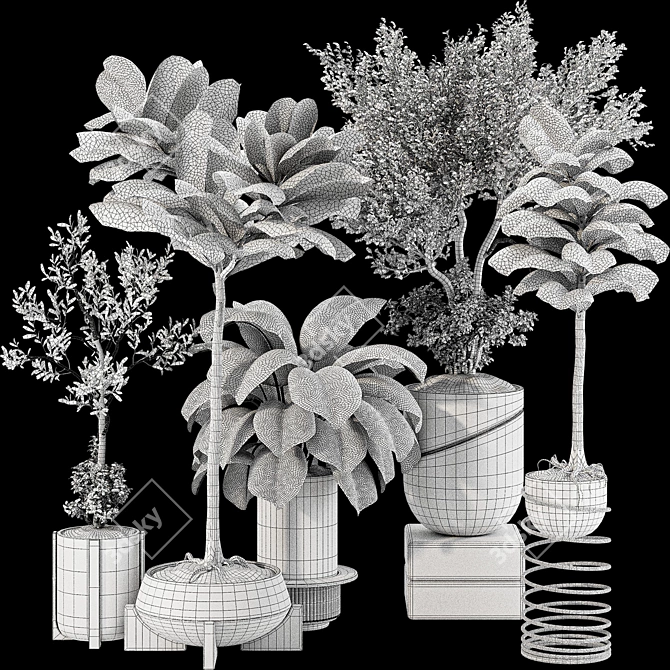 Indoor Bonsai Olive Ficus Collection 3D model image 7