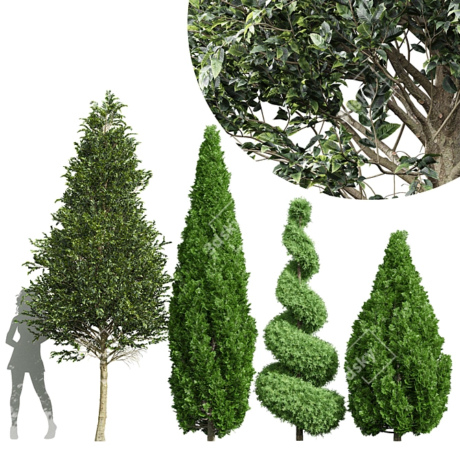 Pine Tree 3D Models Collection 3D model image 1