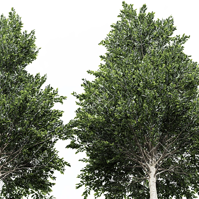 Pine Tree 3D Models Collection 3D model image 3