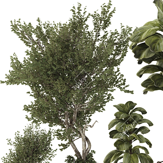 Indoor Bonsai Olive & Ficus Set 3D model image 2