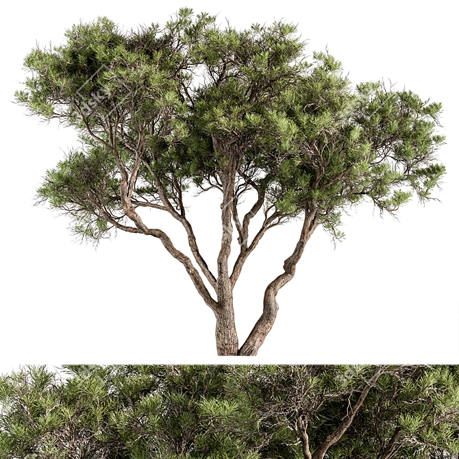 Stone Pine Tree Set 190 3D model image 1