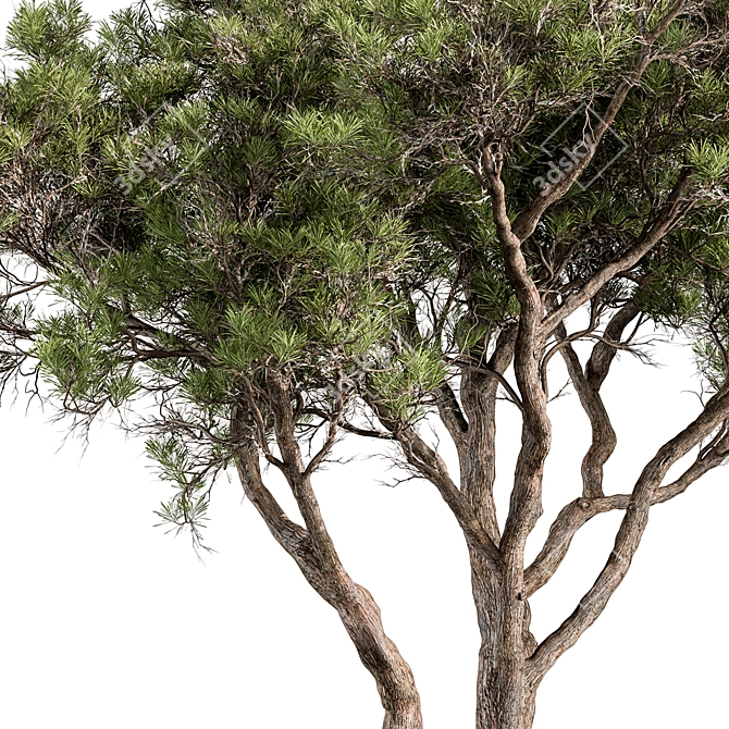 Stone Pine Tree Set 190 3D model image 2