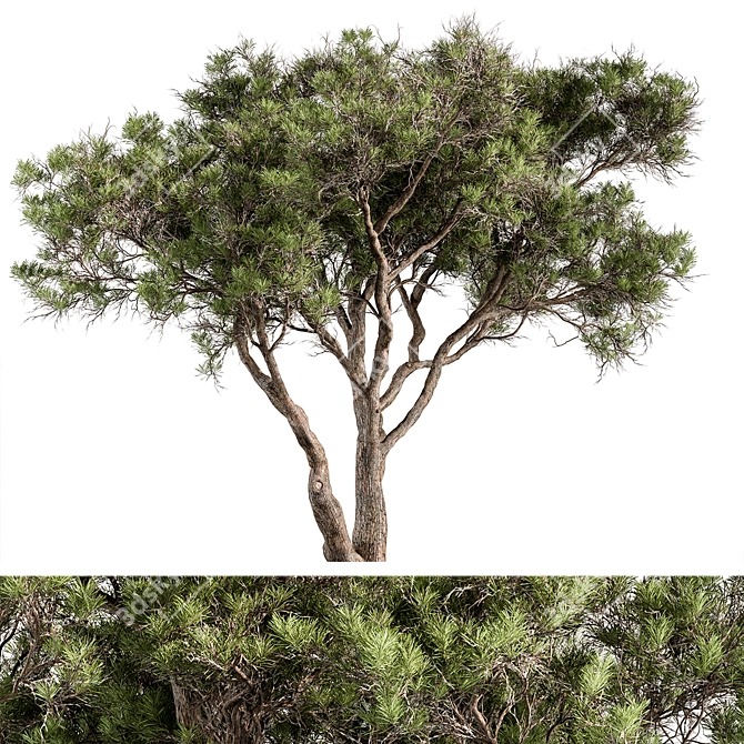 Stone Pine Tree Set 190 3D model image 3