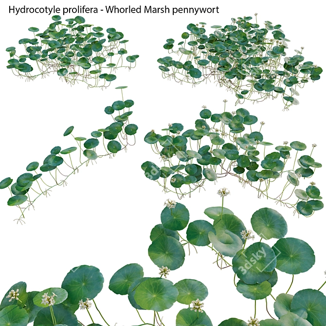 3D Whorled Marsh Pennywort Models 3D model image 1