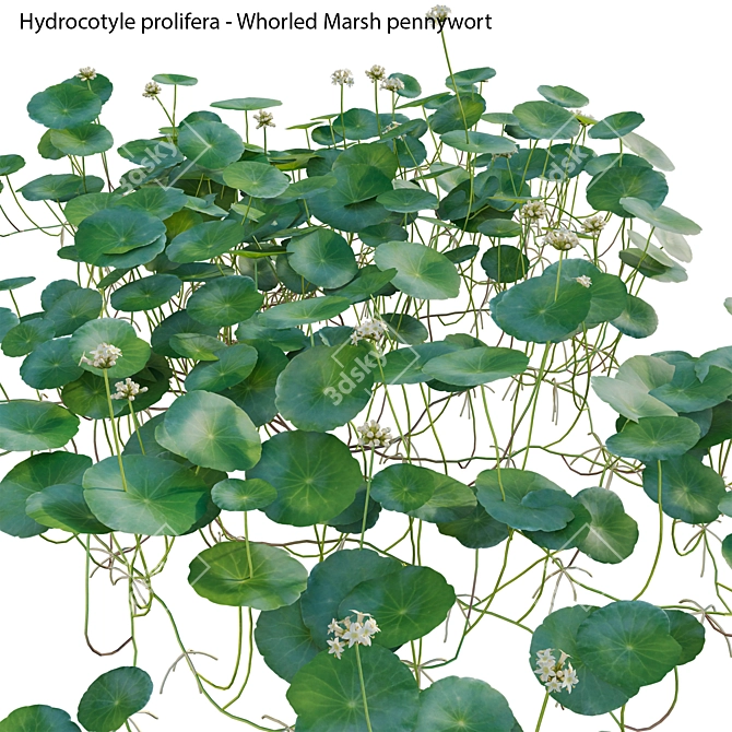 3D Whorled Marsh Pennywort Models 3D model image 2