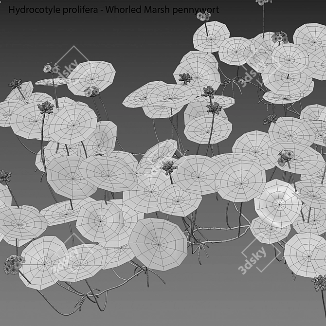 3D Whorled Marsh Pennywort Models 3D model image 3