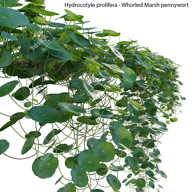 All-In-One 3D Plant Model 3D model image 2