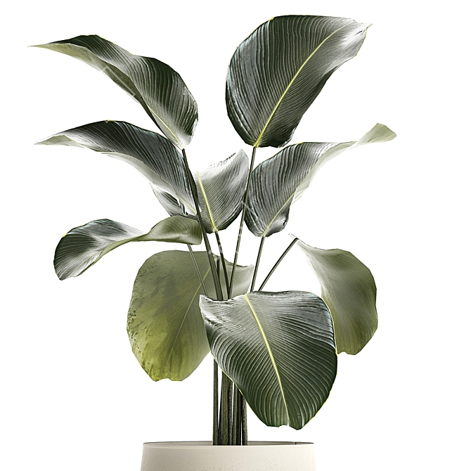 Exotic Tropical Plant Ensemble 3D model image 3