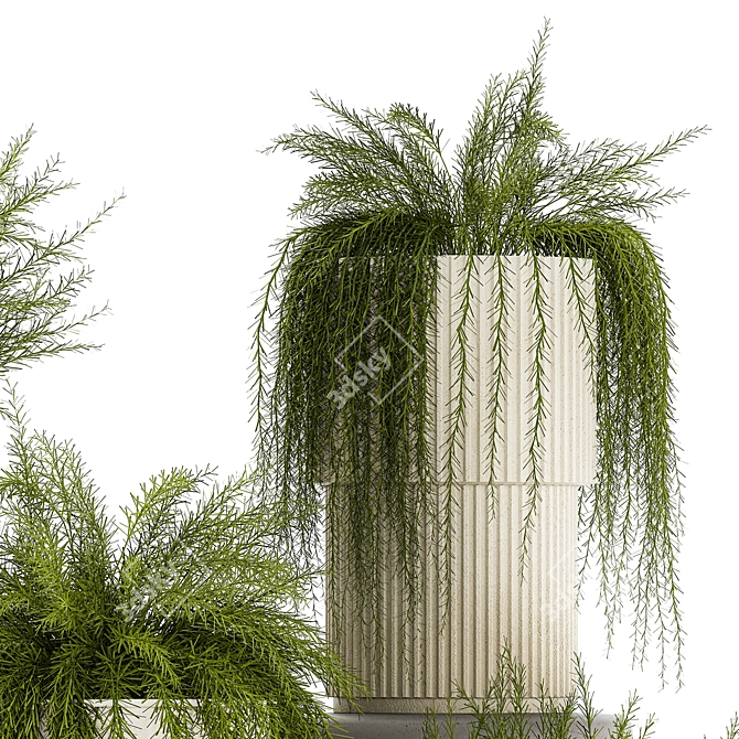 Tropical Asparagus Plant Set 3D model image 3